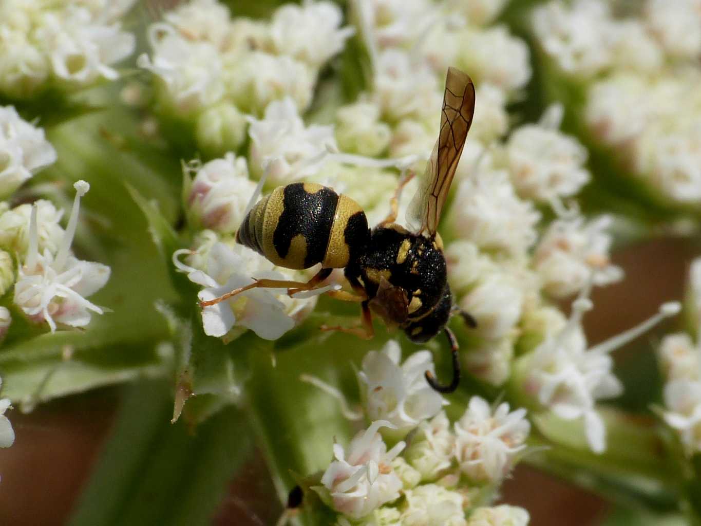 Vespidae Eumeninae:  Ancistrocerus sp.